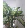 Image 2 : Large Natural Dieffenbachia Houseplant- Pot 16" Diameter, 19 T, Plant Over 5 Feet Tall