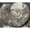 Image 4 : Orthoceras and Ammonite Fossil Specimen Statues