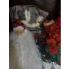 Image 2 : Holiday Collection 