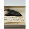 Image 2 : dinosaur tooth from the CRETACEOUS Period Drumheller Alberta and a indigenous arrowhead.