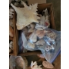 Image 3 : Assorted Sea Shells Fossilized Rocks & More
