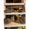 Image 1 : collection of miscellaneous rocks, core samples, and Red-belted conk (Fomitopsis pinicola), a common