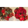 Image 2 : Holiday Decor , Poinsettias & More