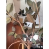 Image 3 : 7 Foot Tall Rubber Tree Plant - Ficus Elastica 