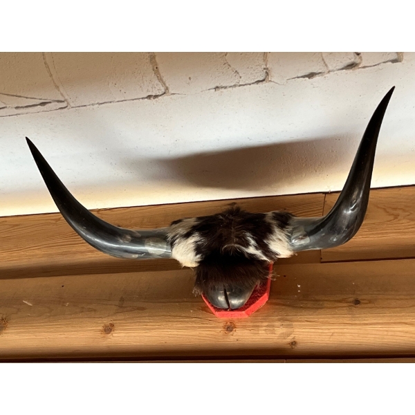  Decorative wall hanging bullhorn with very cool design