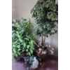 Image 1 : Artificial Trees: Tallest: 18 " Diameter Pot, 80 h, Two X 56 h, One X 60 h