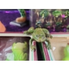 Image 11 : Ribbit and Relax! Fun Frog Finds to Add a Splash Of Luck to Your Life!