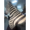 Image 10 : African Zebra Torso 17W x 40D x 76T