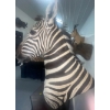 Image 4 : African Zebra Torso 17W x 40D x 76T