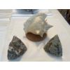 Image 2 : Queen Conch Sea Shell w/ Black Skin Indian Agate 7T