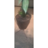 Image 4 : Unholstered Chair 35 W, 29 D, 36 T, Oval Mirror 18.5 x 26, Artificial Ficus Tree 