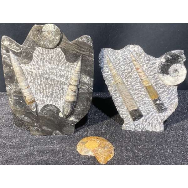 Orthoceras and Ammonite Fossil Specimen Statues
