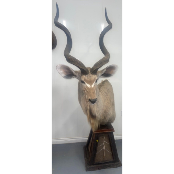 African Greater Kuda Torso 30W x 43D x 85T