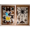 Image 3 : Entomology Taxidermy Mounts ft. Preserved Insects & Green Aventurine Crystal Tree Of Life