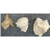 Image 8 : Coral and Fossil Fragments