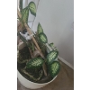 Image 3 : Large Natural Dieffenbachia Houseplant- Pot 16" Diameter, 19 T, Plant Over 5 Feet Tall