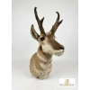 Image 3 : ANTELOPE