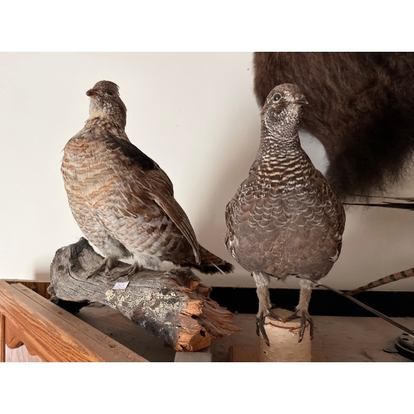 2 taxidermy grouse