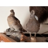 Image 1 : 2 taxidermy grouse