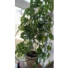 Image 2 : Monstera Adansonii Or Swiss Cheese Plant - Monkey Mask House Plant (Living Plant)