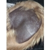 Image 3 :  Davy Crockett Hat