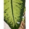 Image 4 : Large Natural Dieffenbachia Houseplant- Pot 16" Diameter, 19 T, Plant Over 5 Feet Tall