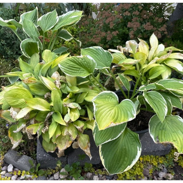 Perennial Perfection - Beautifully Maintained Potted Garden Plants #1