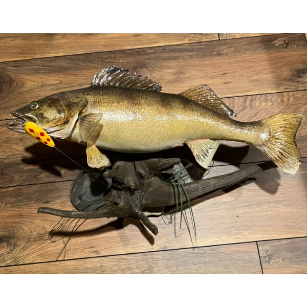 Beautiful Professionally Mounted  Walley 64cm In Great Condition Perfect for any Mancave .