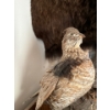 Image 4 : 2 taxidermy grouse