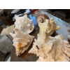 Image 3 : authentic conch, shells 4 in total with giant snail shell and small shell sailboat.