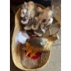 Image 1 : Home Decor Incl. Decorative Santas, Decorative Eagle, Woven Basket (32L) 