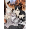 Image 4 : Cat Figurine Collection with Wedgwood Plate