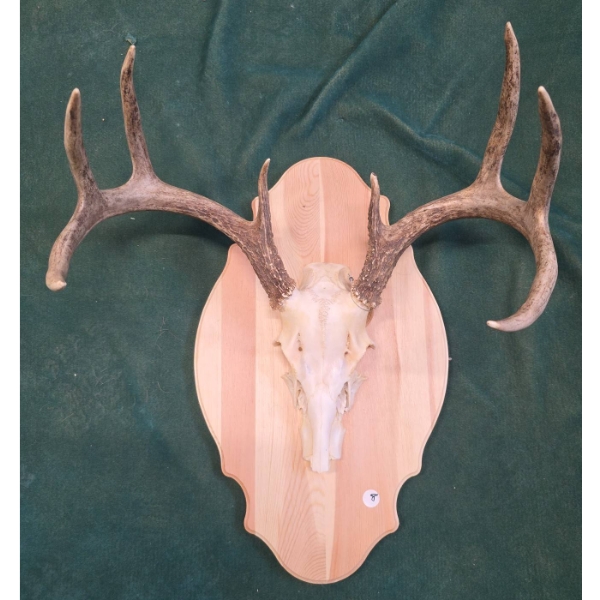 Deer Skull with Antlers on Wood Plaque