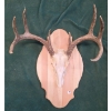 Image 1 : Deer Skull with Antlers on Wood Plaque