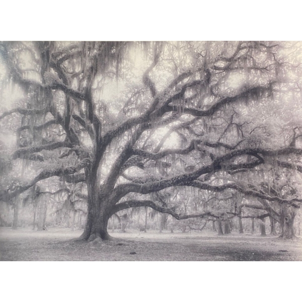 Harriet Blum "Ancient Oak" Framed Print