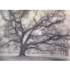 Image 1 : Harriet Blum "Ancient Oak" Framed Print