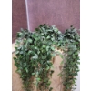 Image 2 : Salon Towel Collection w/ Decorative Cascading Silk Plants 