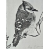 Image 3 : Framed Pencil Sketch Of A Blue Jay Perched On A Branch 14''WIDTH , 17''HEIGHT INCHES.