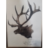 Image 1 : Wm. Gamradt Elk Painting 1899