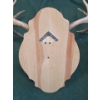 Image 4 : Deer Skull with Antlers on Wood Plaque