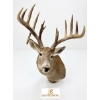 Image 3 : DEER WHITE TAILED