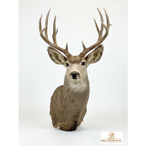 DEER - MULE