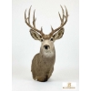 Image 1 : DEER - MULE