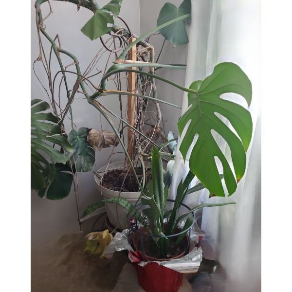 Large Natural Houseplants- Monstera- Pot 16" Diameter, 12 T and Snake Plant- Pot 10" Diameter, 9 T