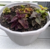 Image 4 : 3 Outdoor Potted Plants - Perennials - Coleus  