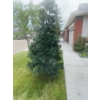 Image 3 : Holiday Items Including Lights, Elvish Items, and a Large Artificial Tree 5 Feet Wide, 10 Feet Tall