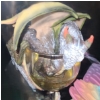 Image 3 : 3D Printed Pastel Rainbow Dragon and Other Dragon Decor