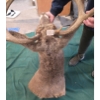 Image 4 : Whitetail Deer Shoulder Mount Taxidermy