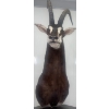 Image 4 : African Sable Antelope Torso 24W x 42D x 96T