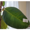 Image 3 : Large Natural Houseplants- Monstera- Pot 18" Diameter, 18 T and Rubber Tree- Pot 16" Diameter, 14 T 
